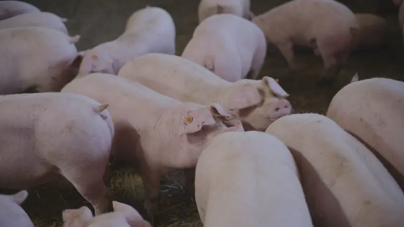 Group of pink piglets crowded together on a barn floor with straw bedding.