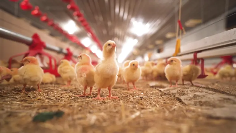 Young yellow chicks standing on straw-covered ground inside a poultry farm with feeding equipment overhead.