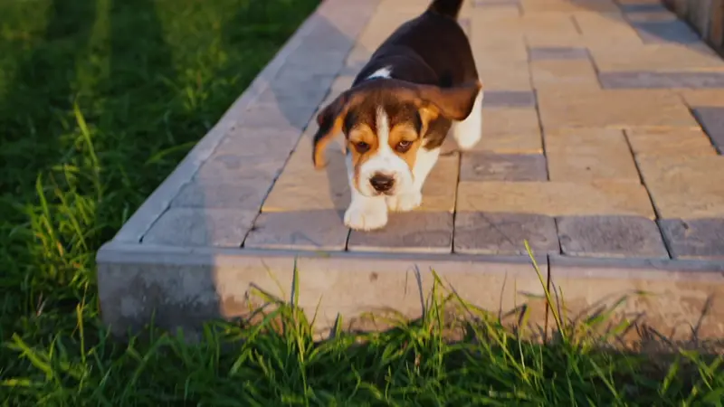 Beagle puppy walking down a stone step onto green grass in warm sunlight.