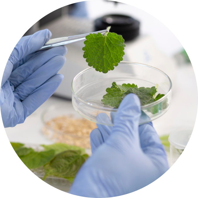 Gloved hands using tweezers to hold a green leaf above a petri dish with more leaves in a laboratory setting.