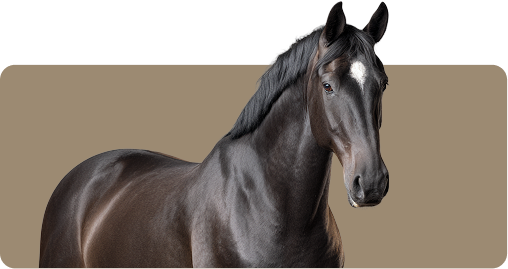 Black horse with a white star-shaped mark on its forehead against a brown background.