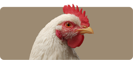 Close-up of a white chicken head with red comb and wattles on a beige background.